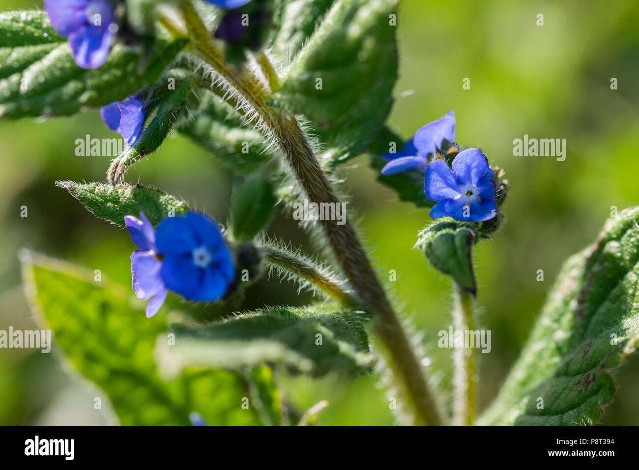 Green alkanet Pentaglottis sempervirens or Henna shrub, the roots used for red dye by Egyptian women. Stock Photo