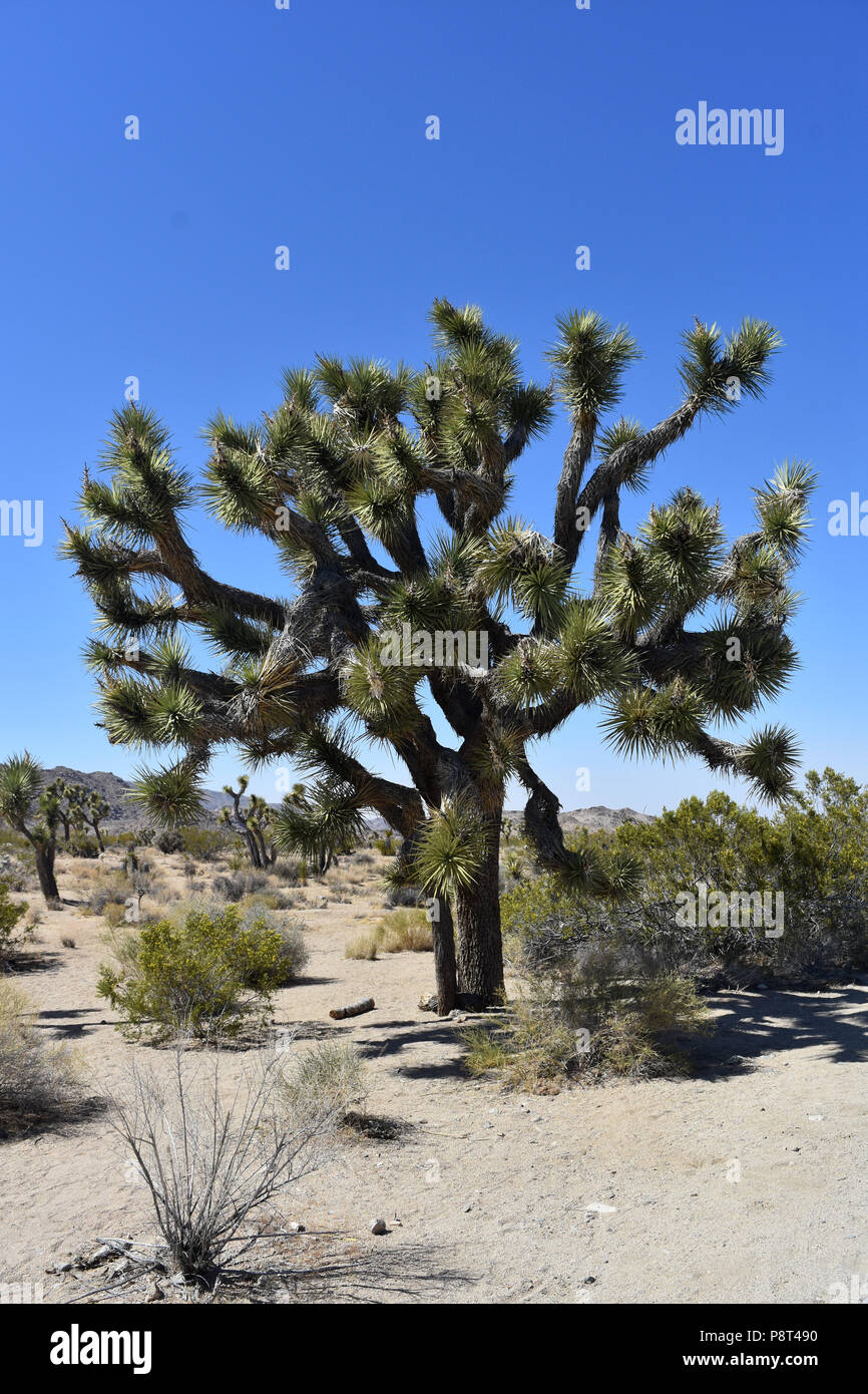 Iconic Joshua tree in California's Mojave Desert Stock Photo - Alamy