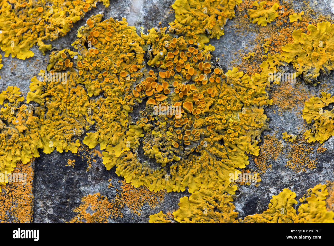 Common Orange Lichen (Xanthoria parietina) aka Leafy Xanthoria Stock Photo