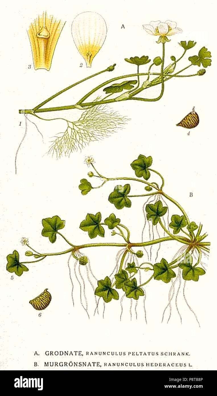 .   9 167 Ranunculus peltatus, Ranunculus hederaceus Stock Photo