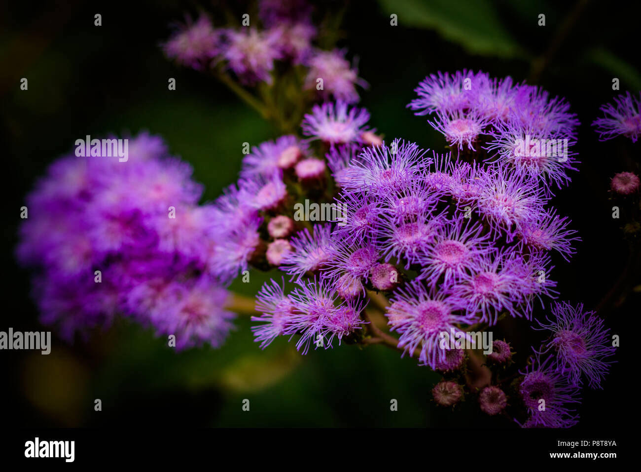 Beautiful flowers at the botanic gardens in Cambridge England Stock Photo Alamy