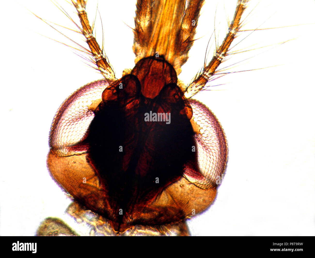 Head of a mosquito through microscope. Stock Photo
