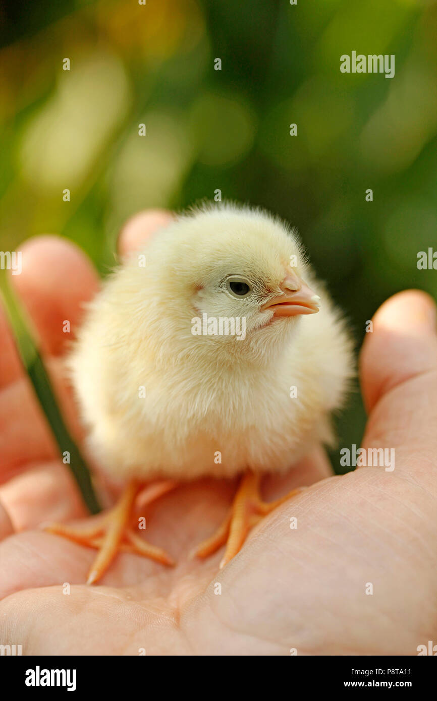 Chick on hand. Stock Photo