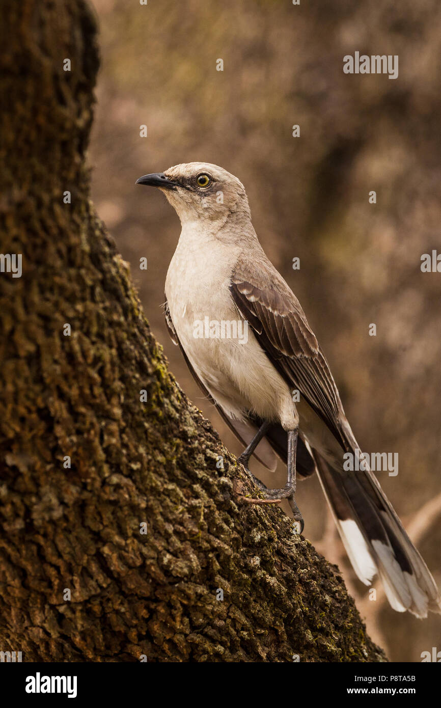 Tropical Mockingbird, sci.name; Mimus gilvus, in Penonome, Cocle province, Republic of Panama. Stock Photo
