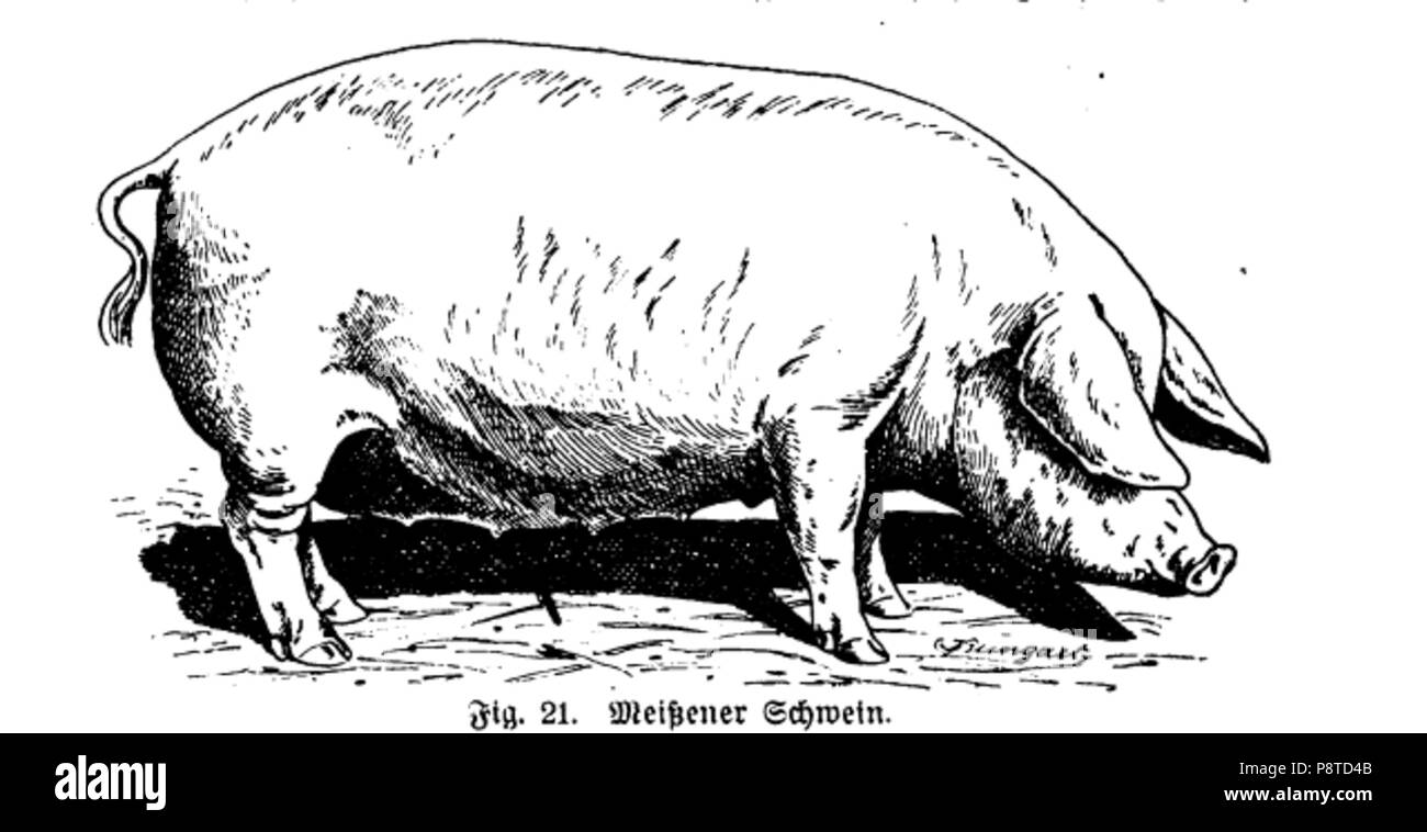 72 Bungartz - Meißener Schwein, 1919 Stock Photo