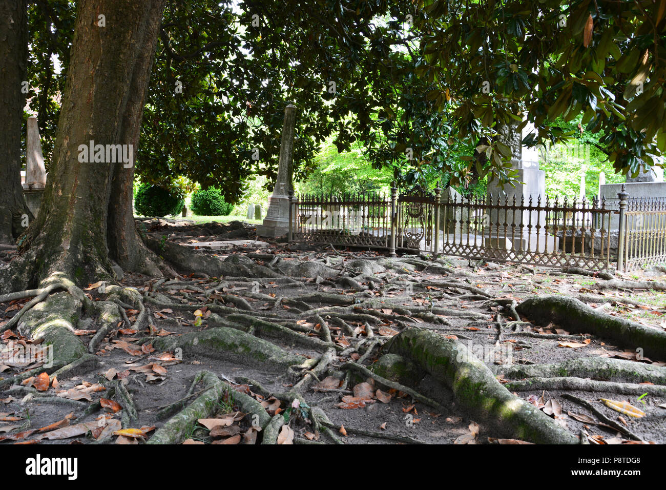 Roots from 100+ year-old magnolia trees carpet the ground in the churchyard cemetery outside St. Paul's Episcopal Church in Edenton North Carolina Stock Photo