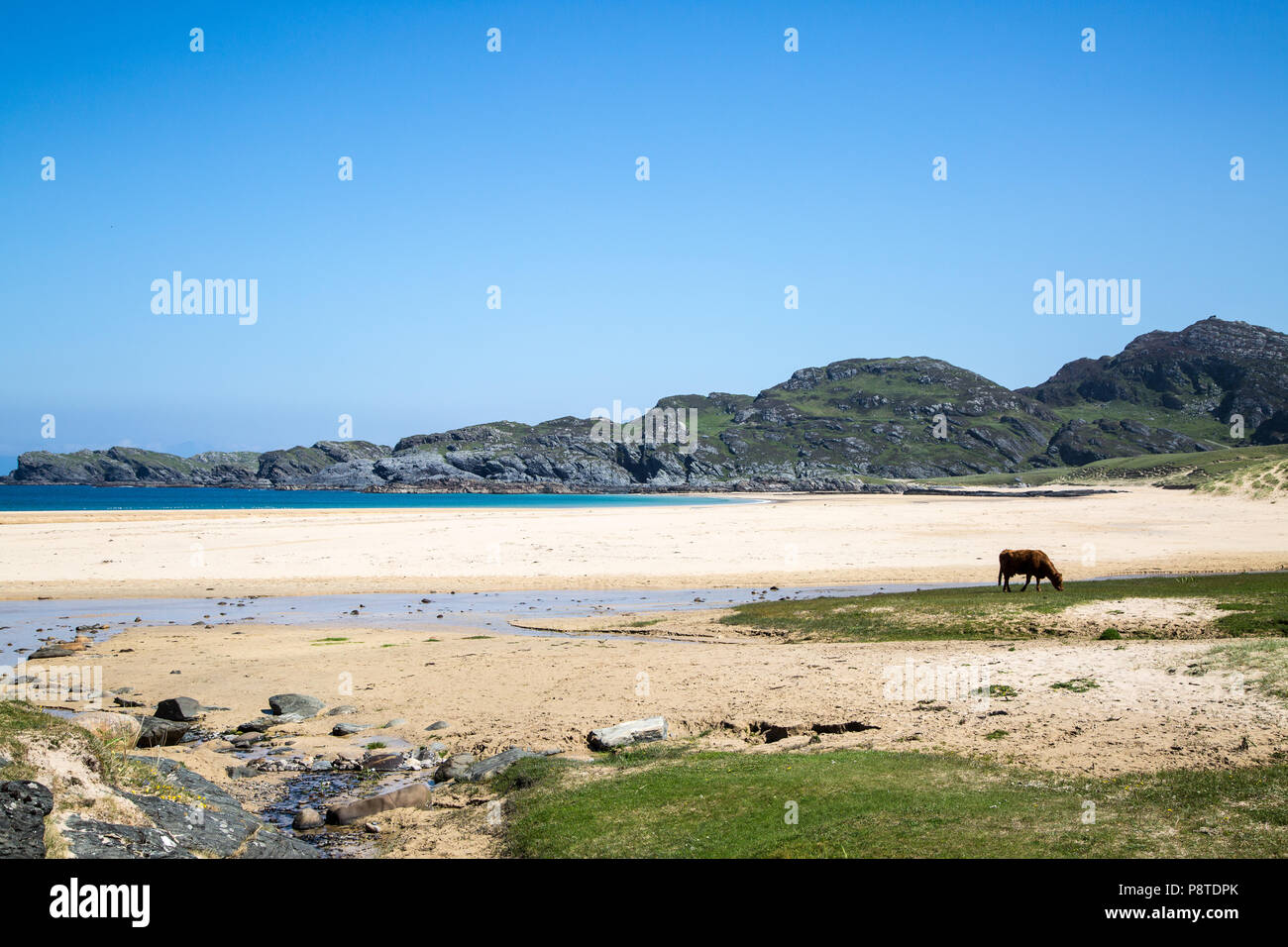 Beautiful empty sandy beach with cow grazing on grass, Colonsay, Argyll and Bute, West coast of Scotland Stock Photo