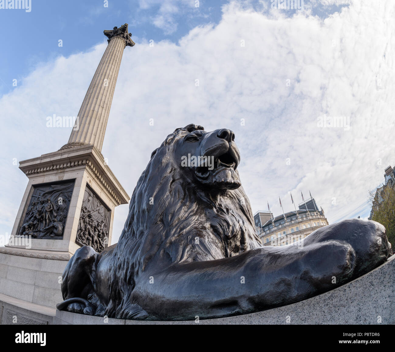 Looking up at one of the Landseer lions and Nelson's Column in Trafalgar Square, London Stock Photo