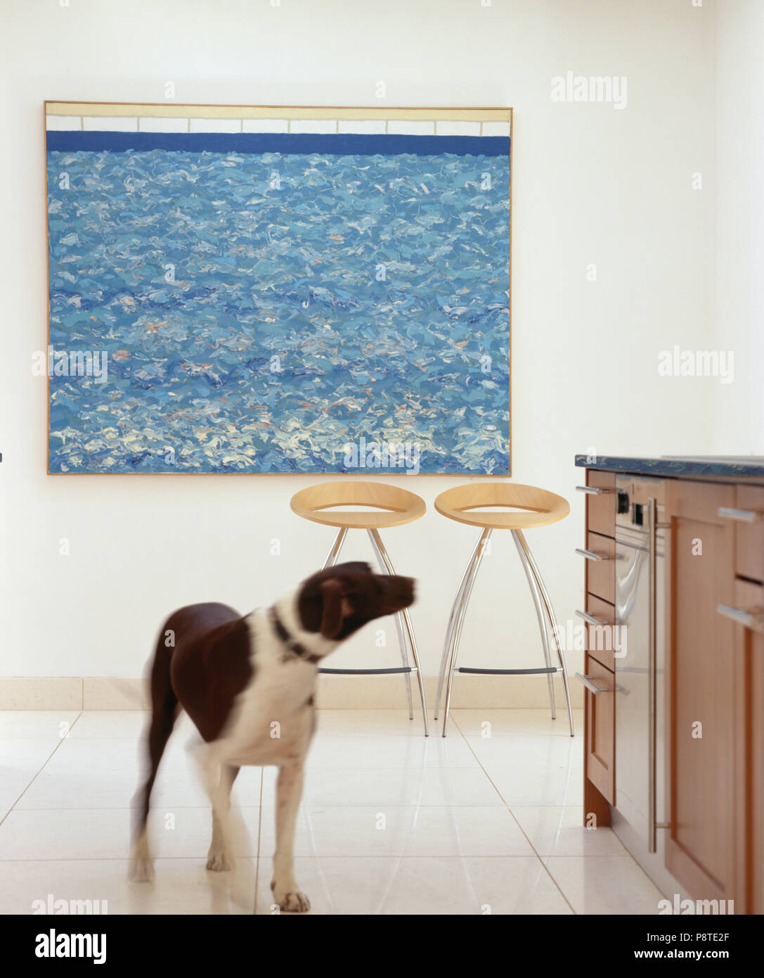 Dog standing in modern ktichen with large picture Stock Photo