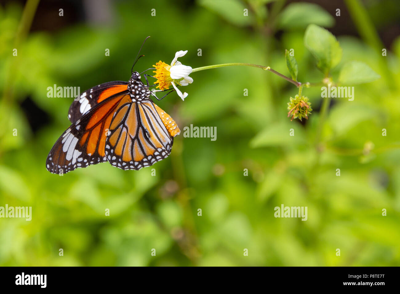 Close up common tiger butterfly on  white daisy and blur green leaf Stock Photo