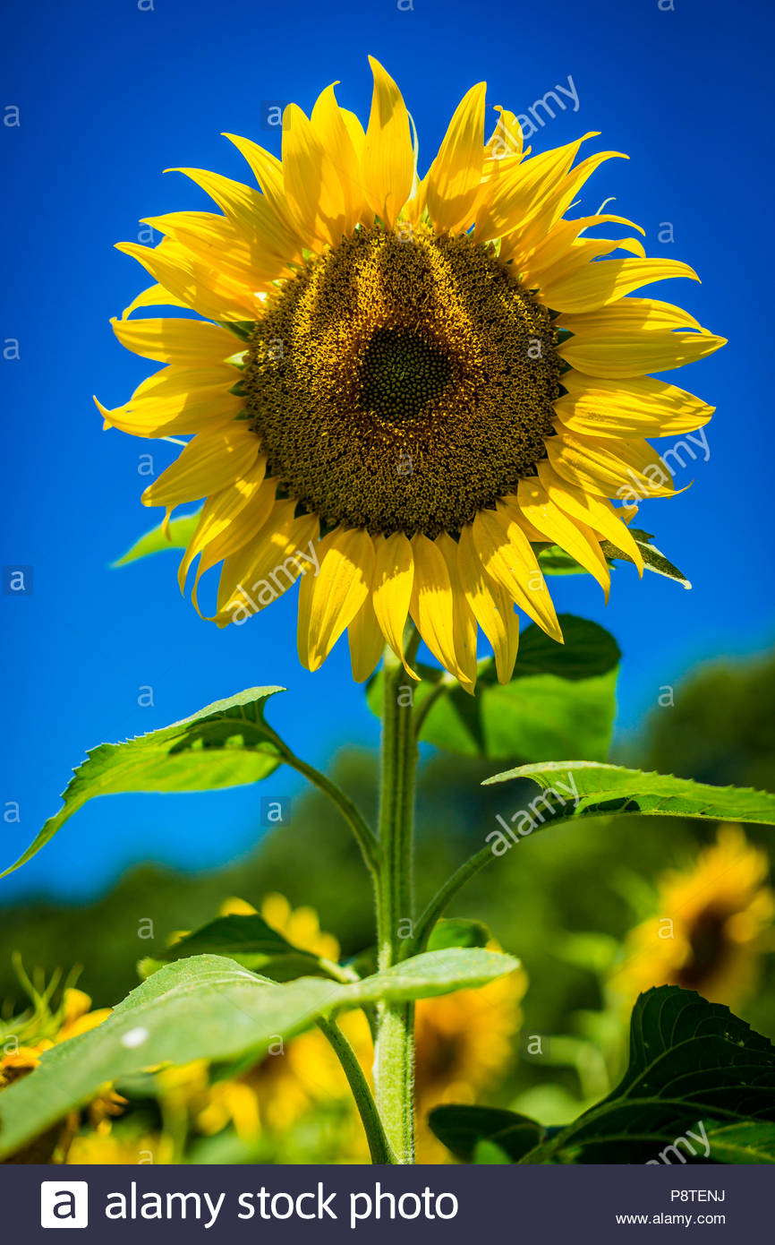 Die Blute Einer Sonnenblume Helianthus Annuus Auch Gewohnliche