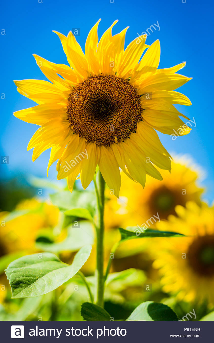 Die Blute Einer Sonnenblume Helianthus Annuus Auch Gewohnliche