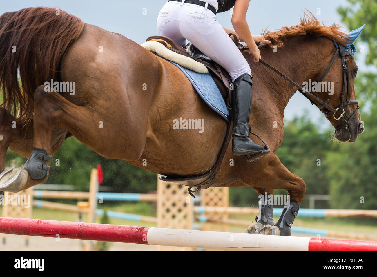 Equestrian Sports, Horse jumping, Show Jumping, Horse Riding Stock
