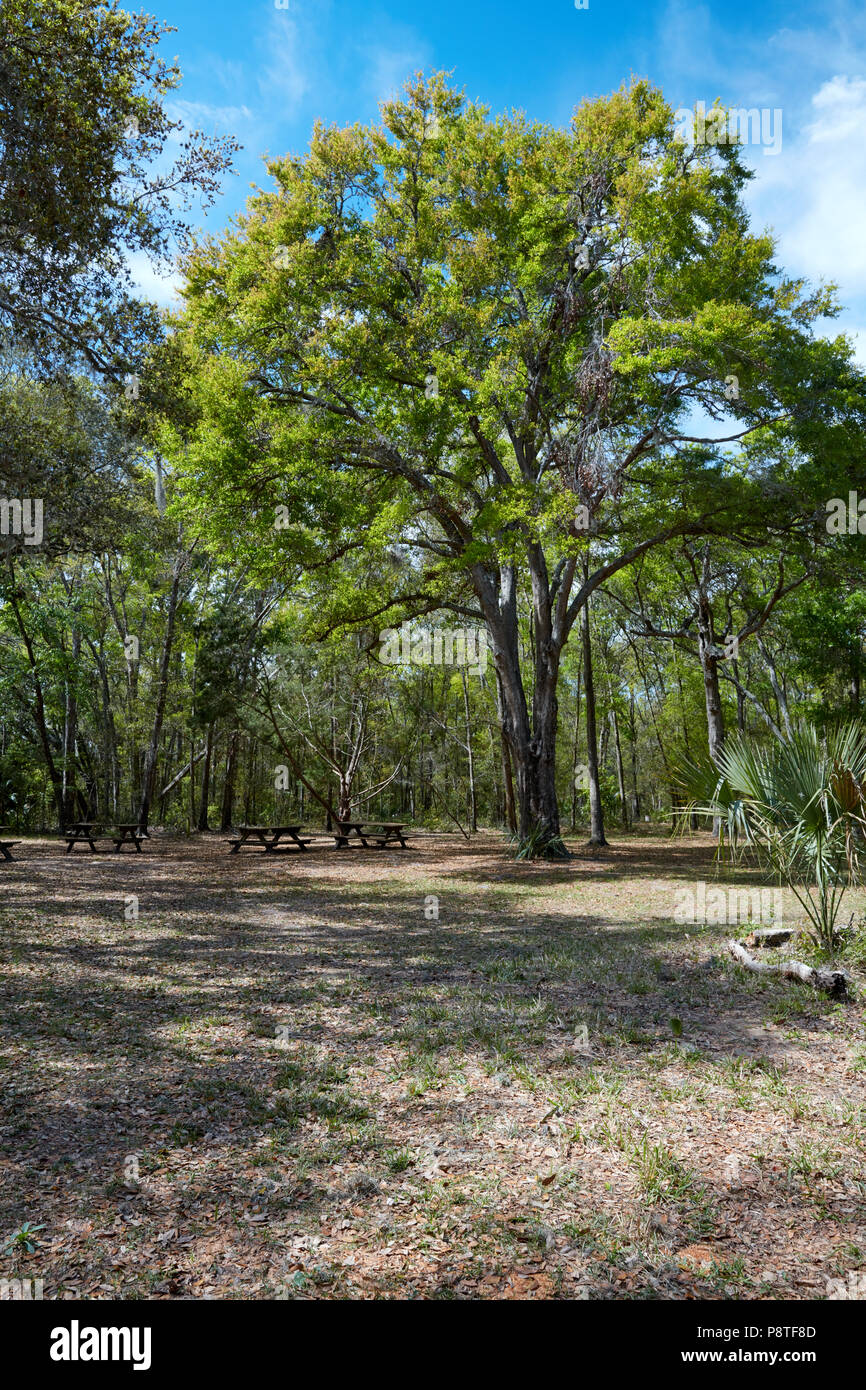 Jacksonville arboretum hires stock photography and images Alamy