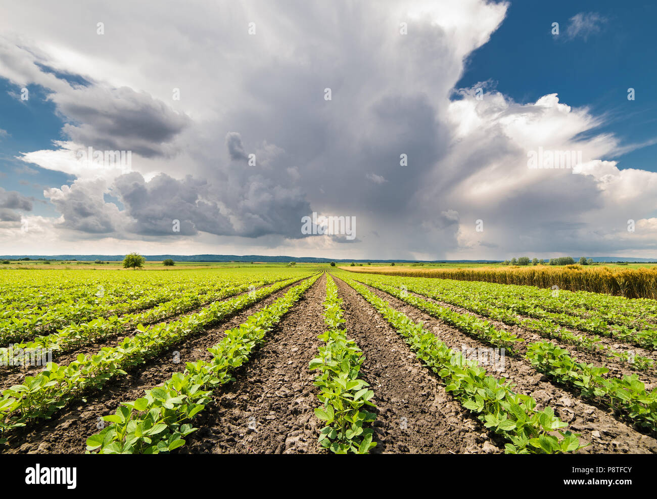 Soybean Field Rows in sunset Stock Photo - Alamy
