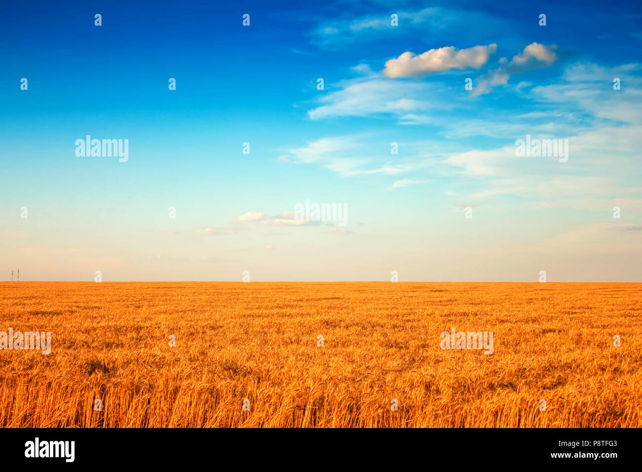 field of wheat and clouds in blue sky Stock Photo - Alamy