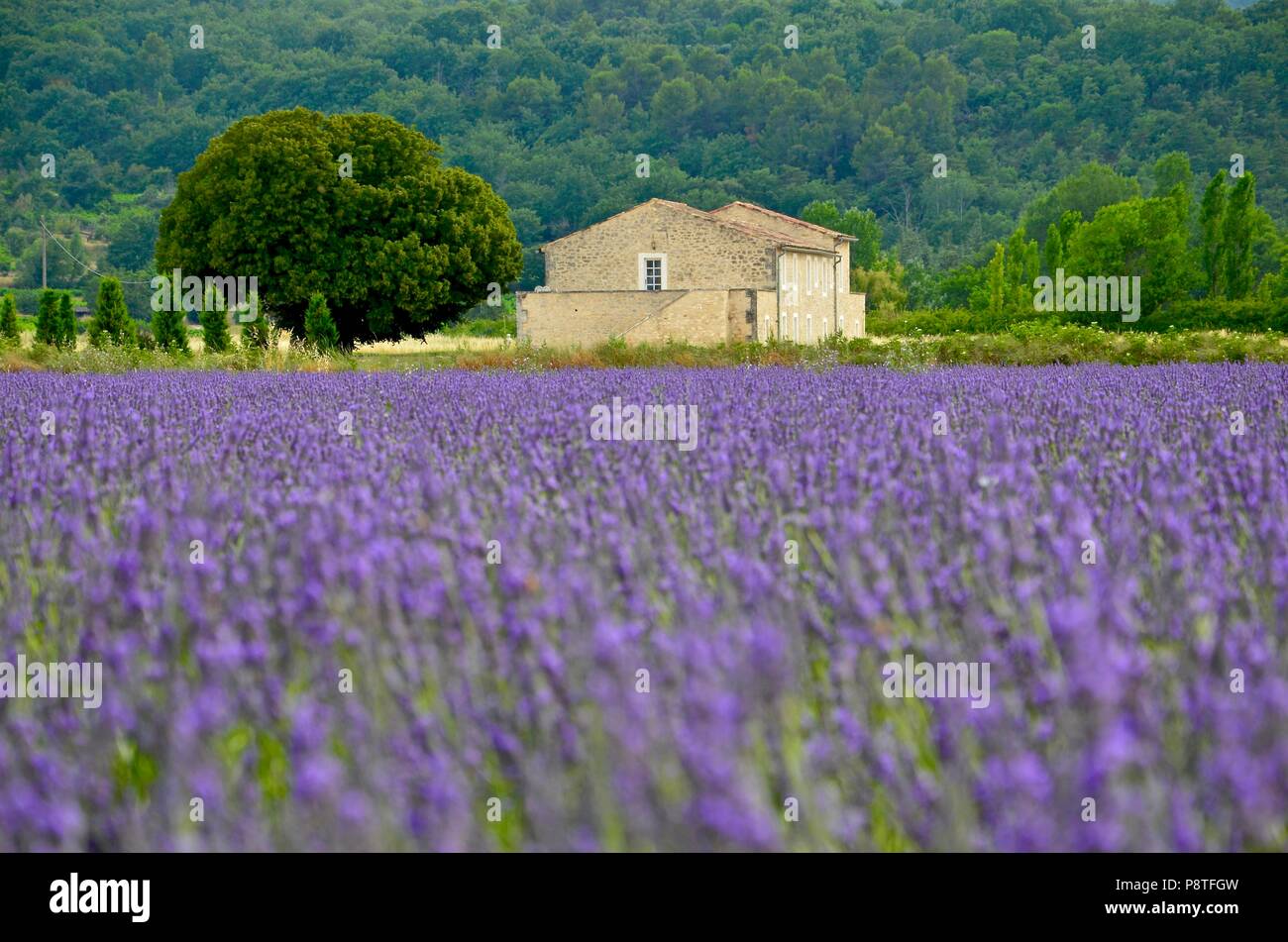 Blooming lavender fields in Provence near Valensole, agriculture, natural, environment, herbs, summer, seasonal, color, beautiful, vacation, trails Stock Photo
