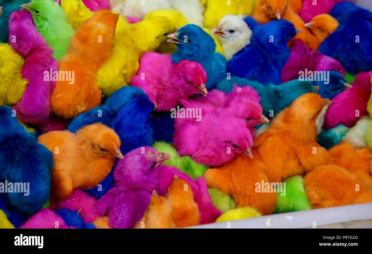 Dyed chicks for sale a huge festival in Guatemala held on the Day of the Dead. Stock Photo