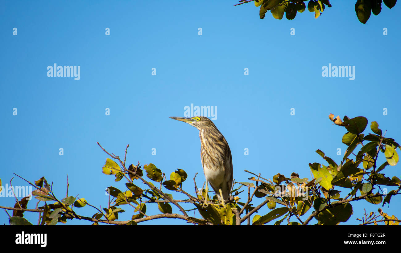 Indian pond heron (Ardeola grayii) ready to fly from tree branch Stock Photo