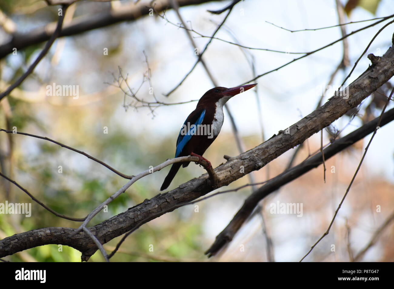 Common Indian kingfisher bird on a tree closeup Stock Photo