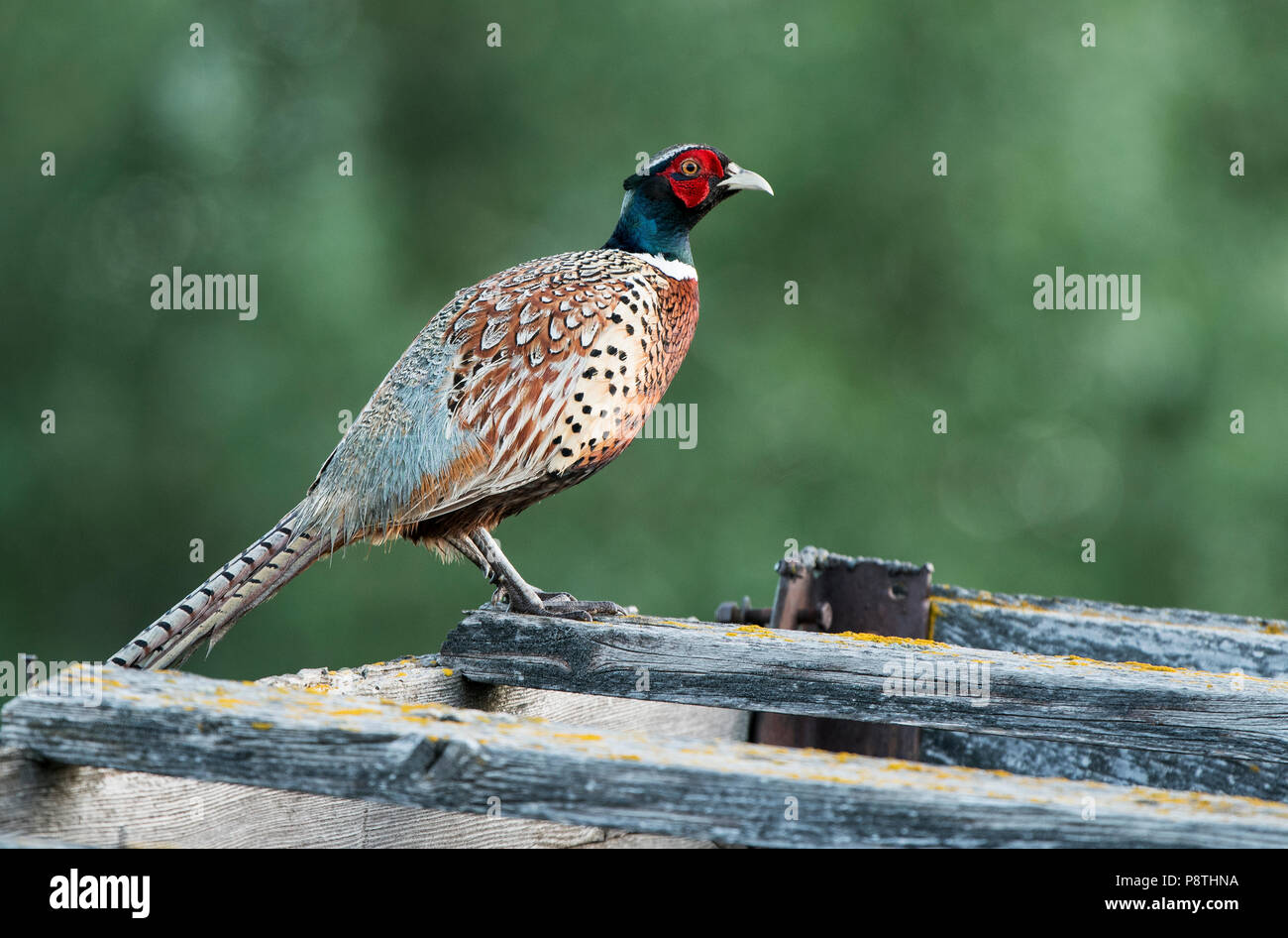 Ringnecked Pheasant; Montana Stock Photo