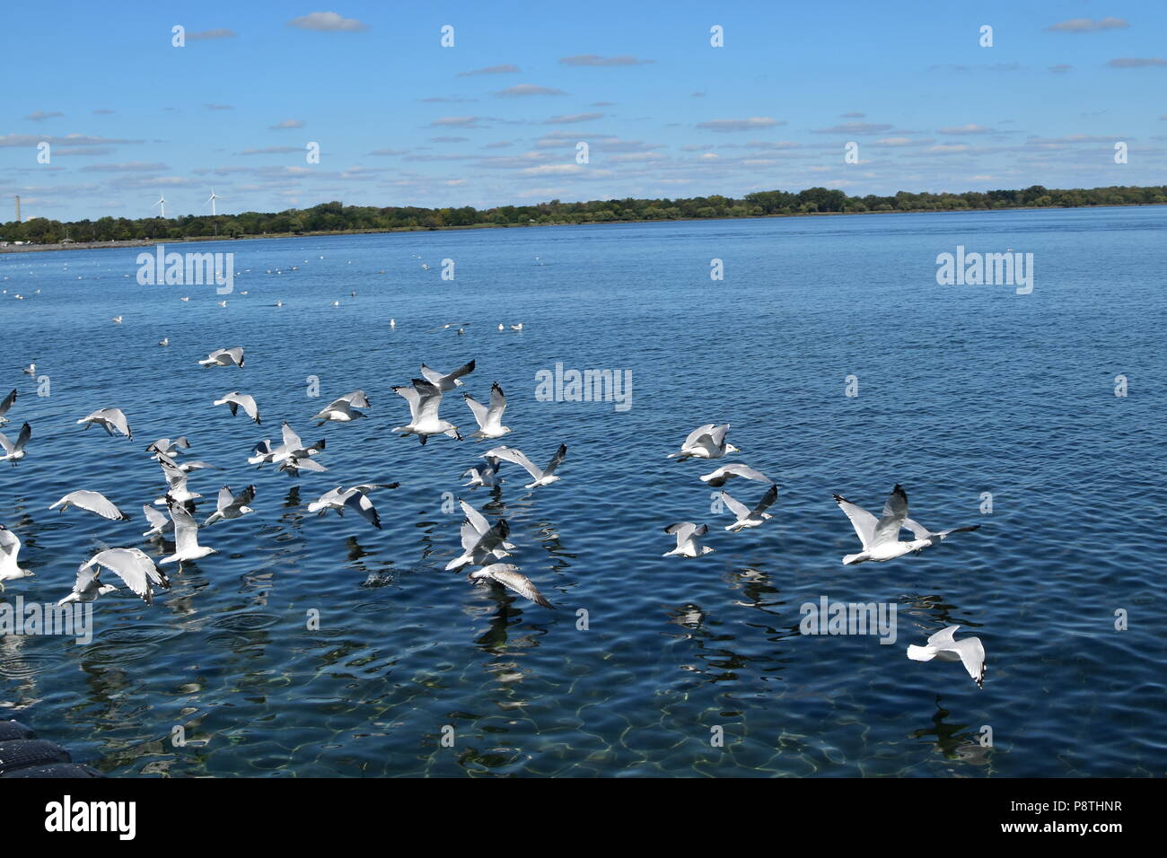 Seagulls and lakes hi-res stock photography and images - Alamy