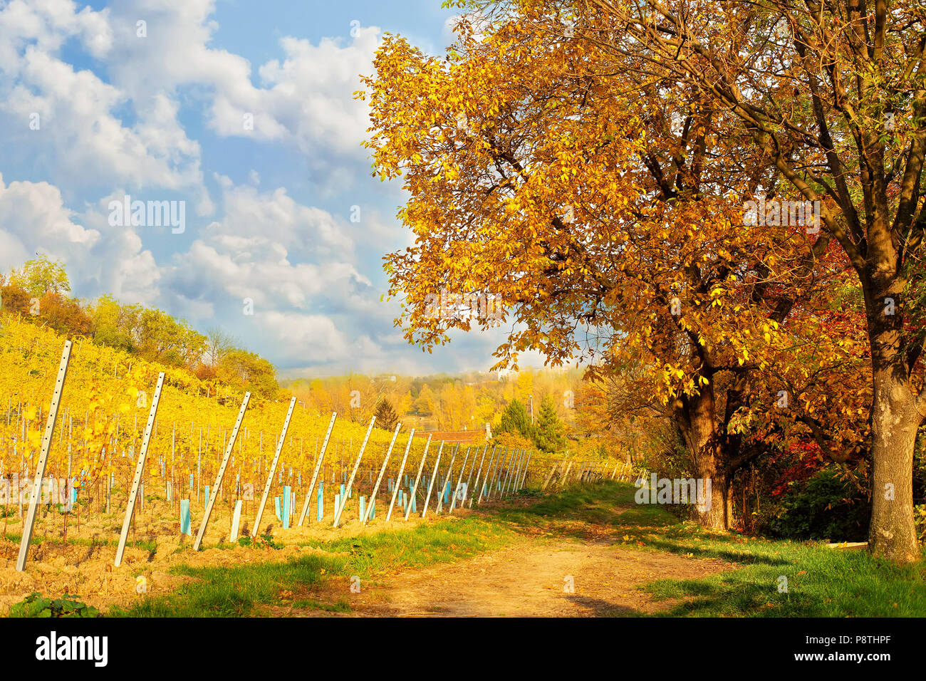 Golden countryside hi-res stock photography and images - Alamy