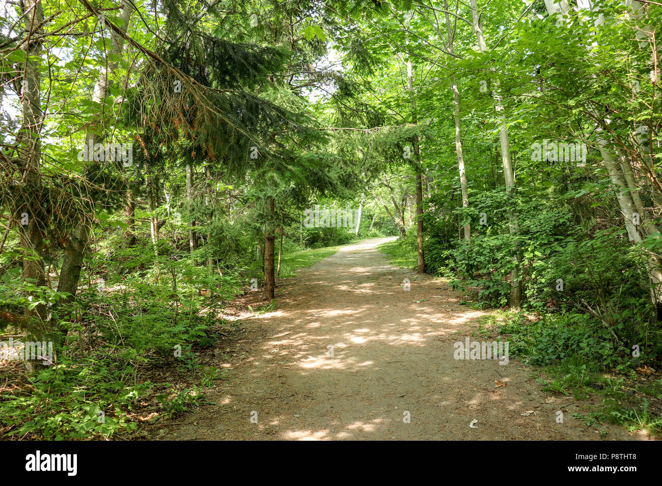 Summer forest landscape walk in hi-res stock photography and images - Alamy