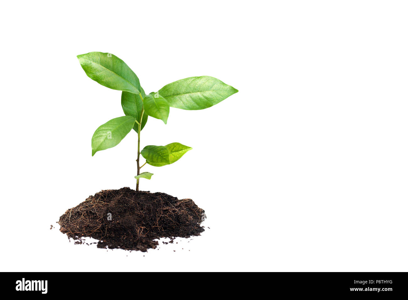 Small plant on pile of soil Stock Photo - Alamy