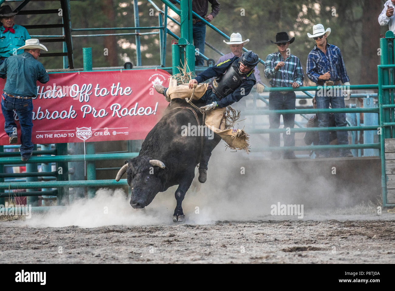 Bull Riding, rodeo's most exciting and dangerous sport. Huge bulls trying to throw the cowboys from there back. Cranbrook, BC, Canada. Stock Photo