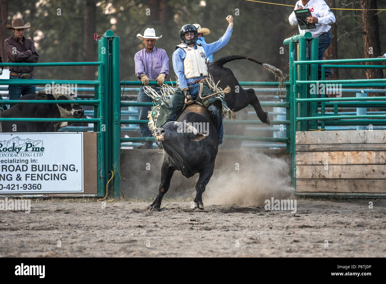 Bull Riding, rodeo's most exciting and dangerous sport. Huge bulls trying to throw the cowboys from there back. Cranbrook, BC, Canada. Cody Floyd ridi Stock Photo
