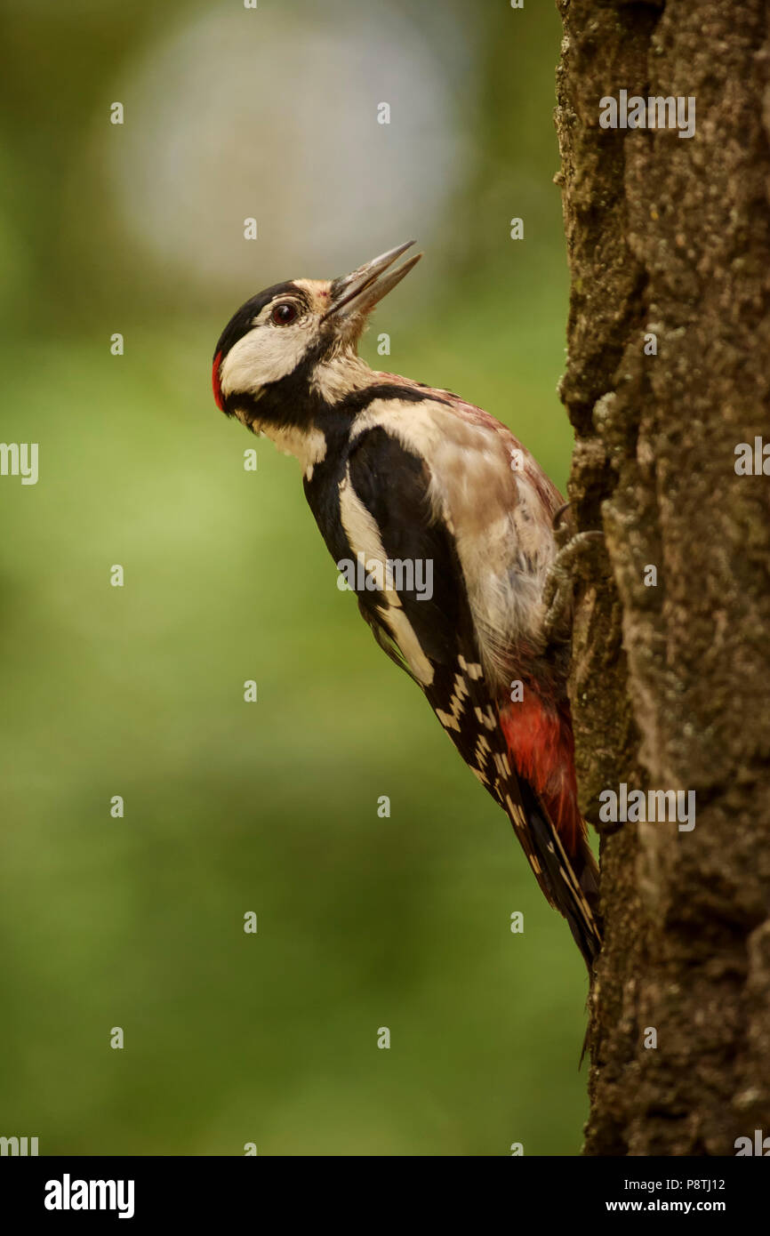Great Spotted Woodpecker - Dendrocopos major, beautiful colored woodpecker from European forests and woodlands. Stock Photo