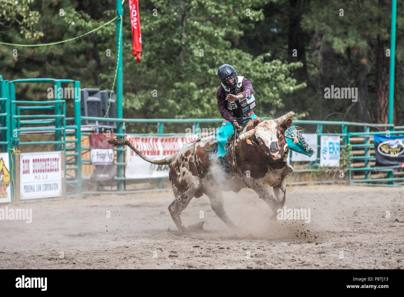 Bull Riding, rodeo's most exciting and dangerous sport. Huge bulls trying to throw the cowboys from there back. Cranbrook, BC, Canada. Garrett mith ri Stock Photo