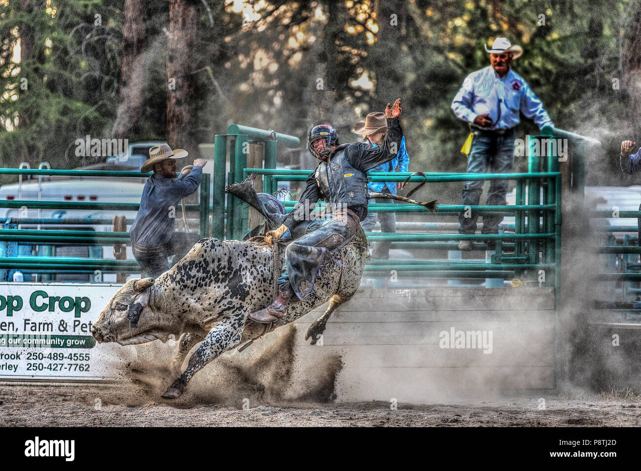 Bull Riding, rodeo's most exciting and dangerous sport. Huge bulls trying to throw the cowboys from there back. Cranbrook, BC, Canada. Kyle Brown ridi Stock Photo