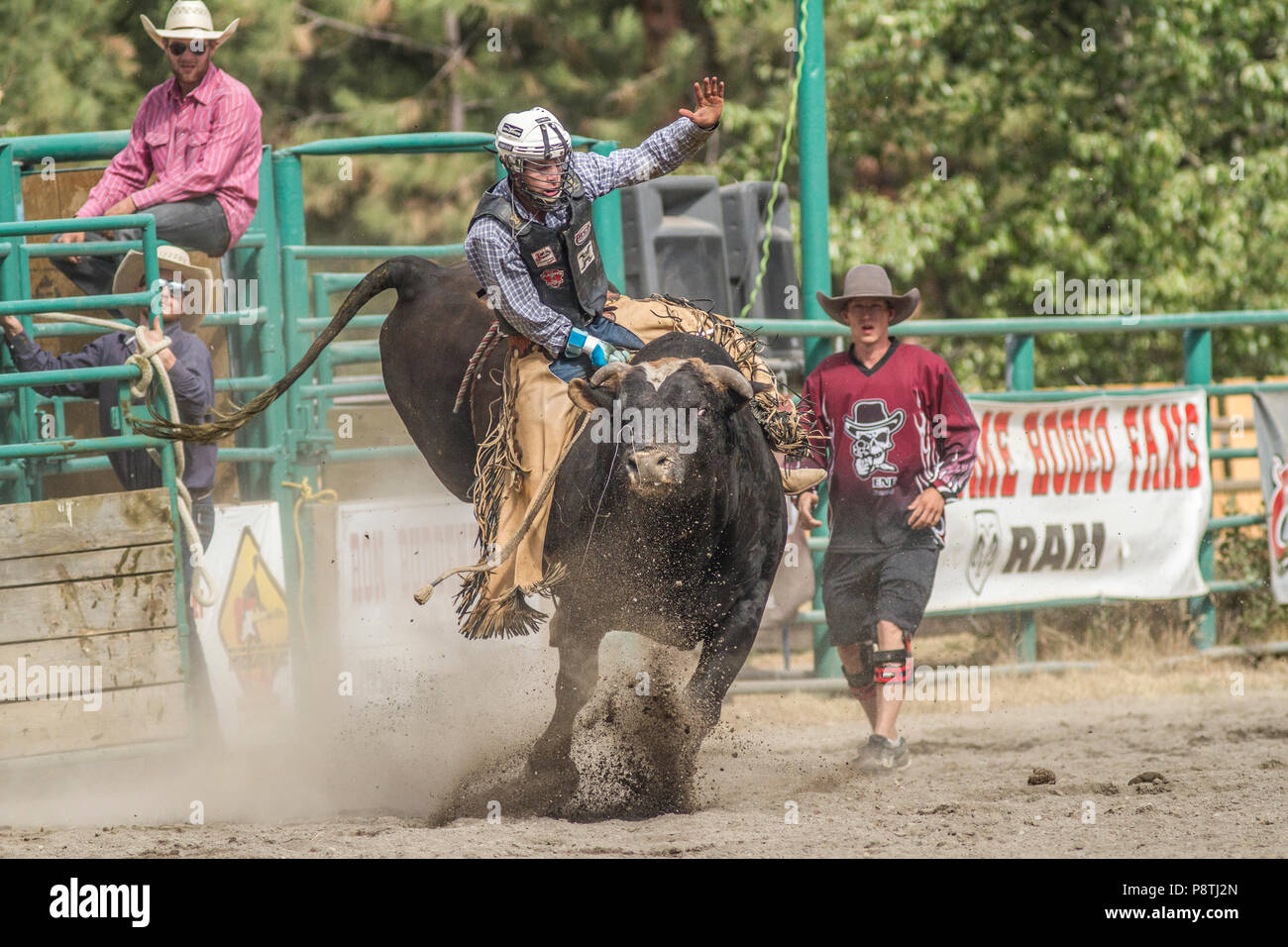 Bull Riding, rodeo's most exciting and dangerous sport. Huge bulls trying to throw the cowboys from there back. Cranbrook, BC, Canada. Riker Carter rd Stock Photo