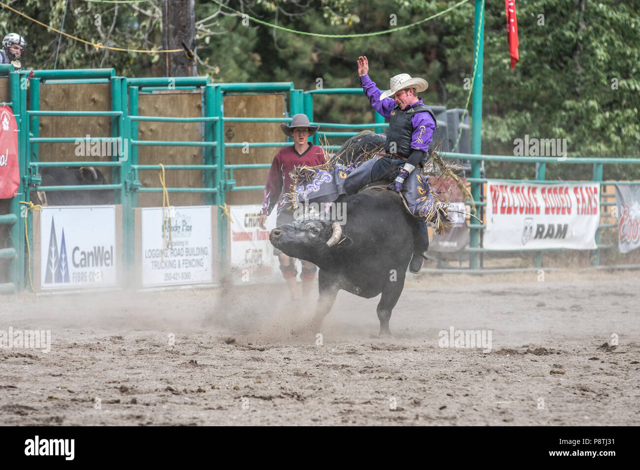 Bull Riding, rodeo's most exciting and dangerous sport. Huge bulls trying to throw the cowboys from there back. Cranbrook, BC, Canada. Stock Photo