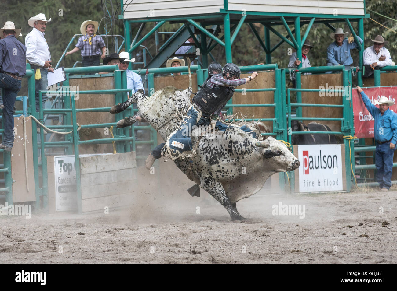 Bull Riding, rodeo's most exciting and dangerous sport. Huge bulls trying to throw the cowboys from there back. Cranbrook, BC, Canada. Tomothy Lipsett Stock Photo