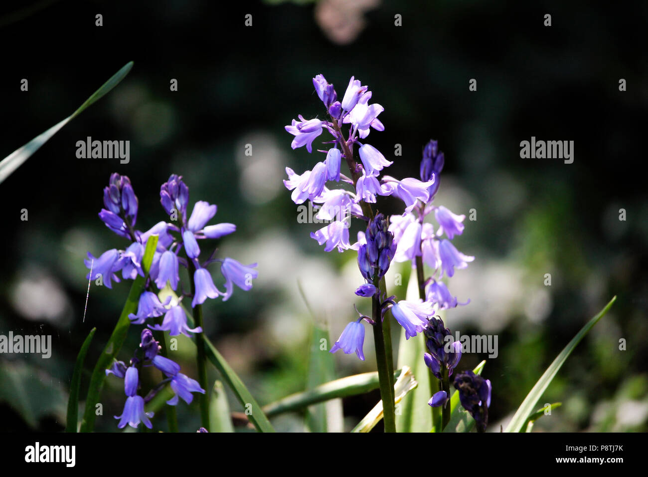 Flowers in Devon Stock Photo Alamy