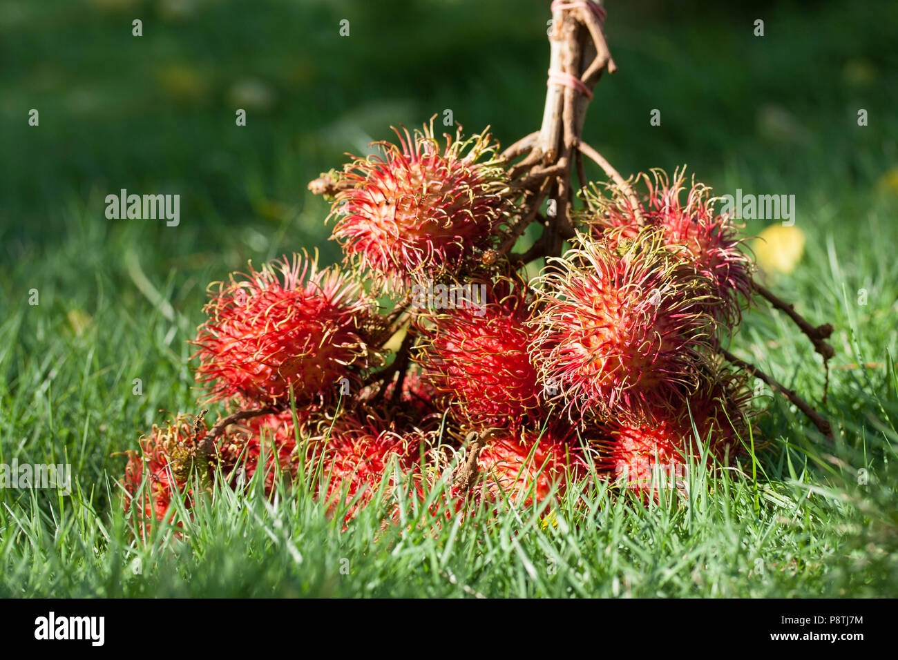 Rambutan red fruit background Stock Photo - Alamy