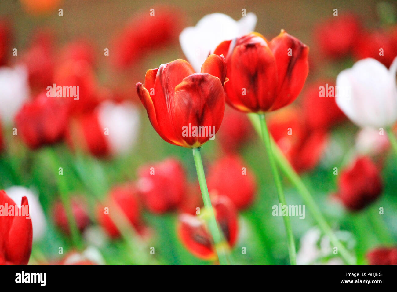 Flowers in Devon Stock Photo Alamy