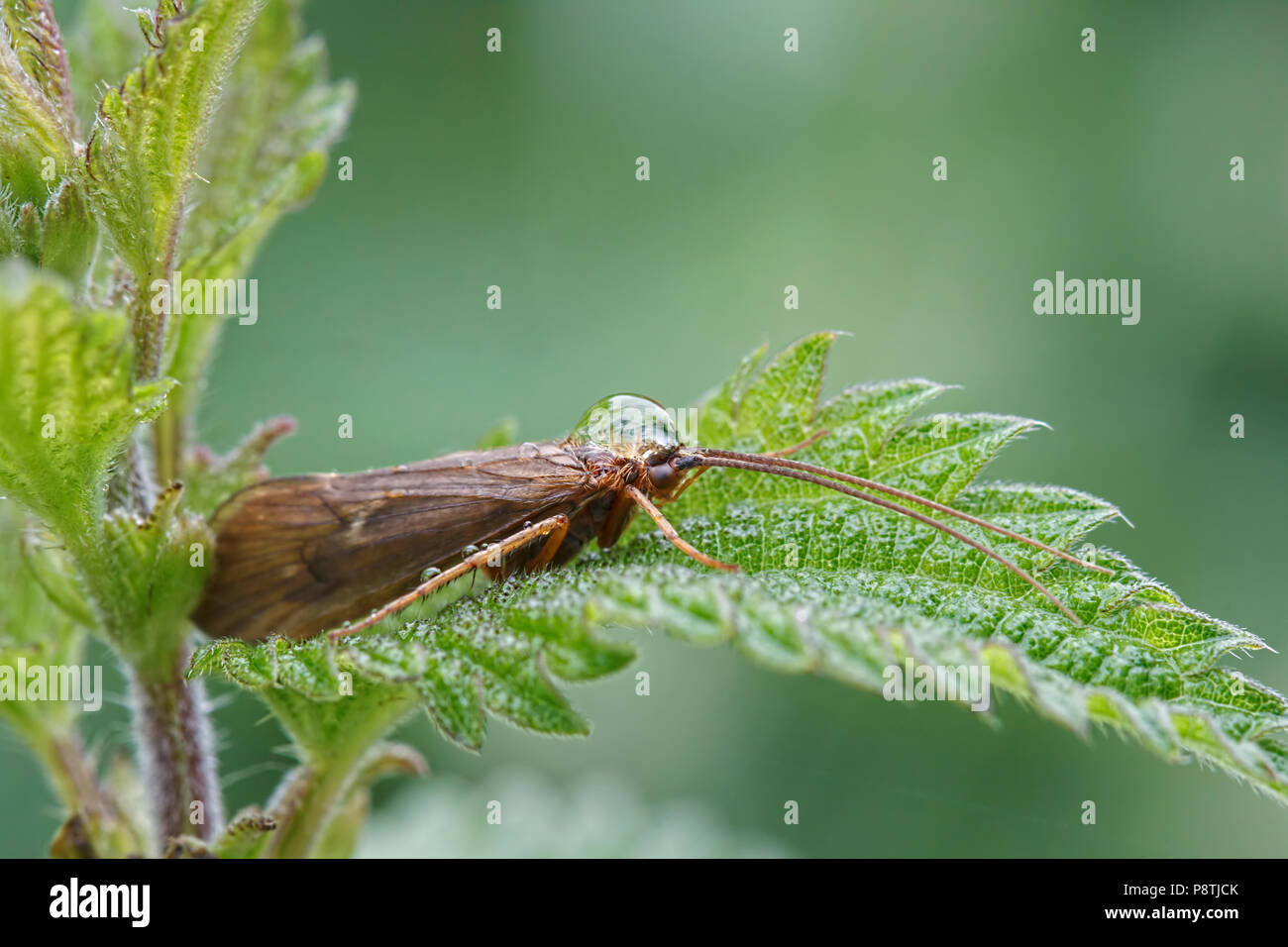 Caddis Fly with Water Drop on Head Stock Photo