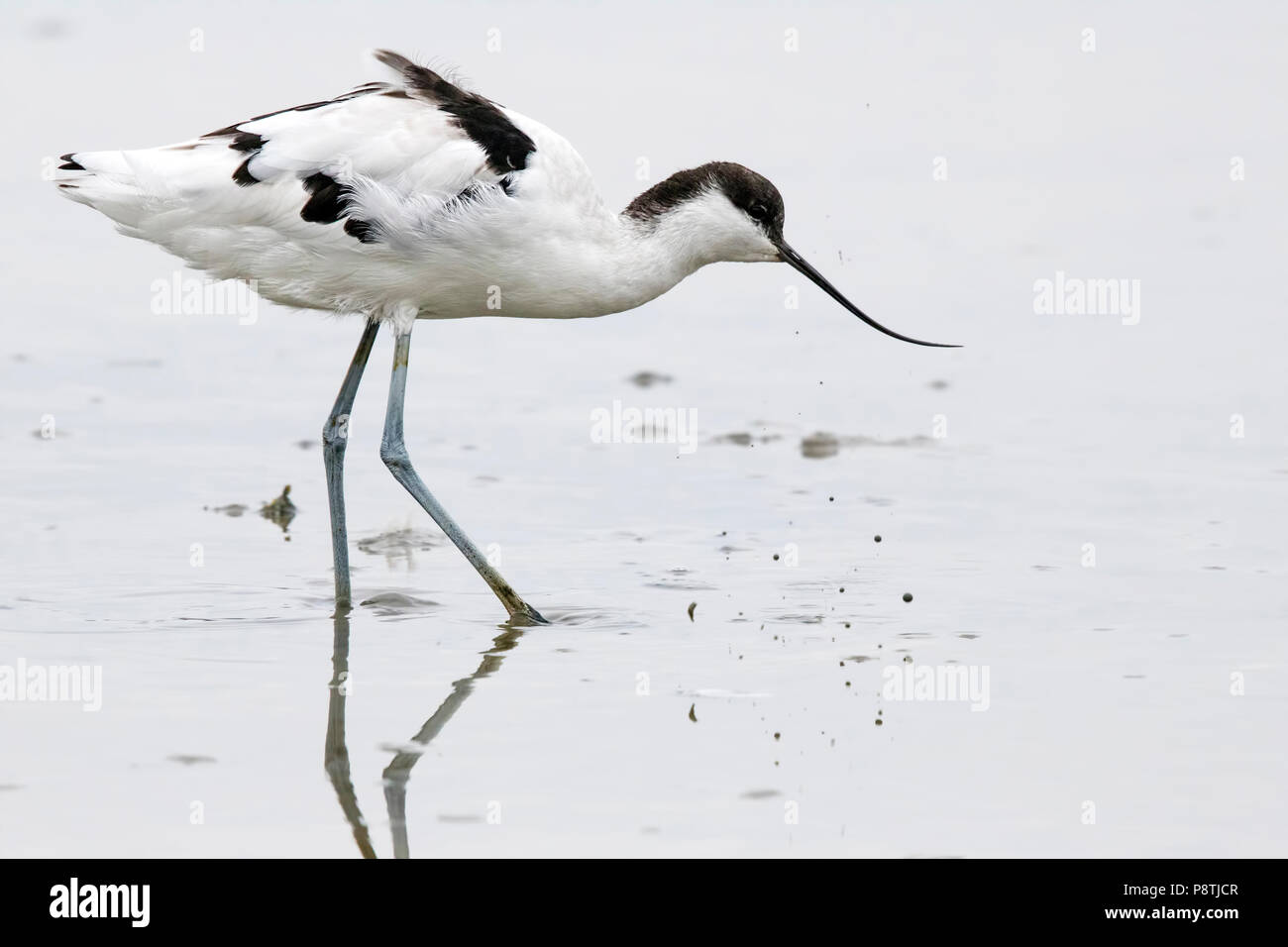 Large detailed profile shot of an Avocet wading in mud Stock Photo