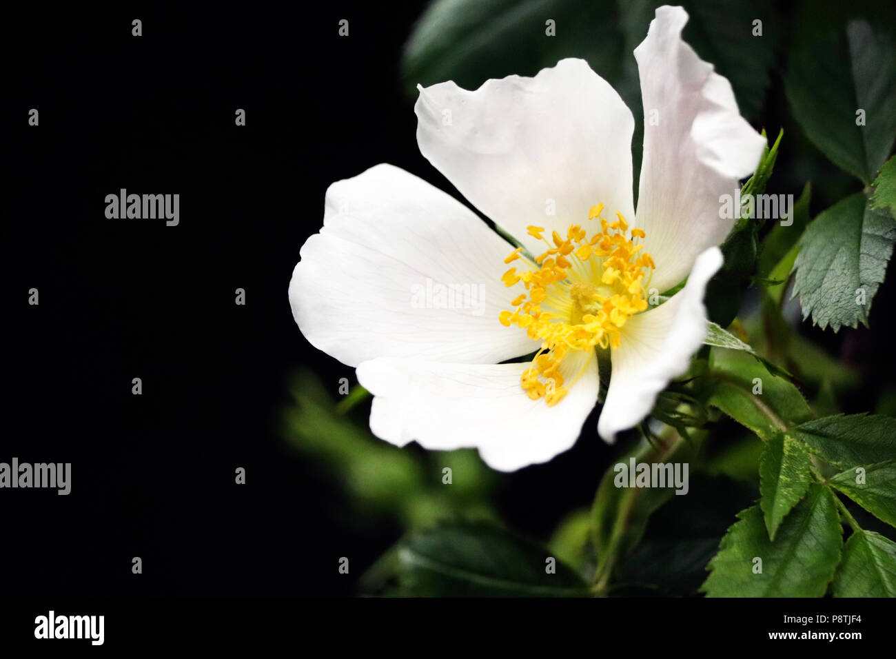 Flowers in Devon Stock Photo Alamy