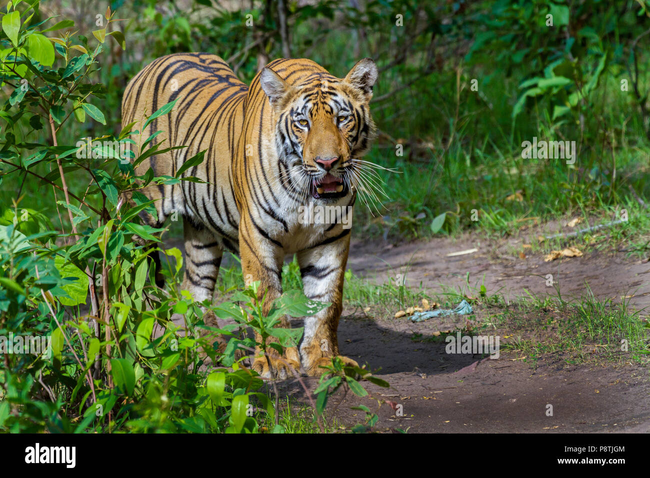 Royal Bengal Tiger or Panthera Tigris yawning at Tadoba National Park, Maharashtra, India Stock Photo