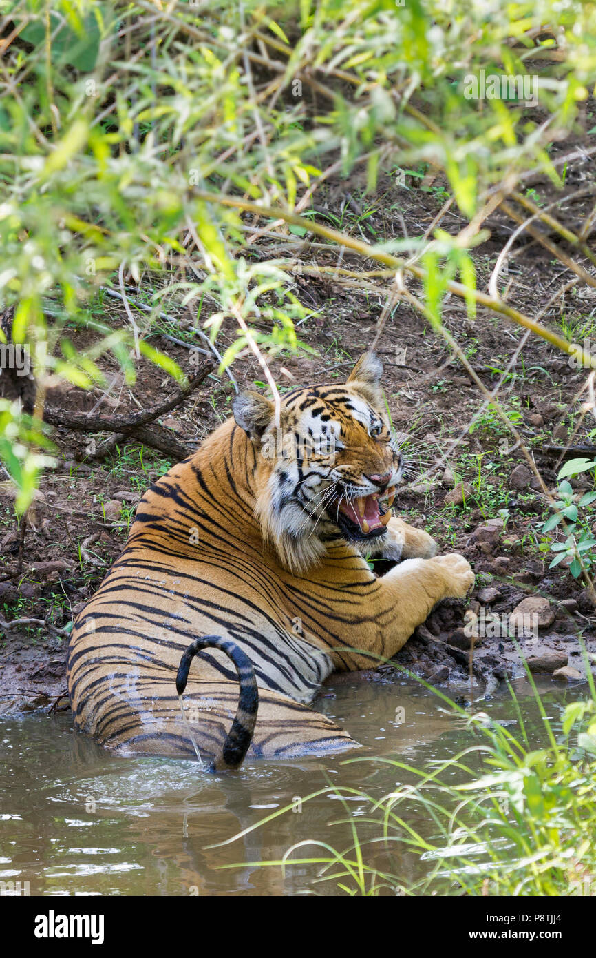 Royal Bengal Tiger or Panthera Tigris or Indian Tiger yawning in a waterhole at Tadoba National Park, Maharashtra, India Stock Photo