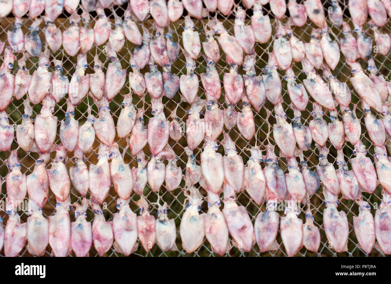 Squids drying in the sun, squid lay on net, Dried Squid Stock Photo Alamy