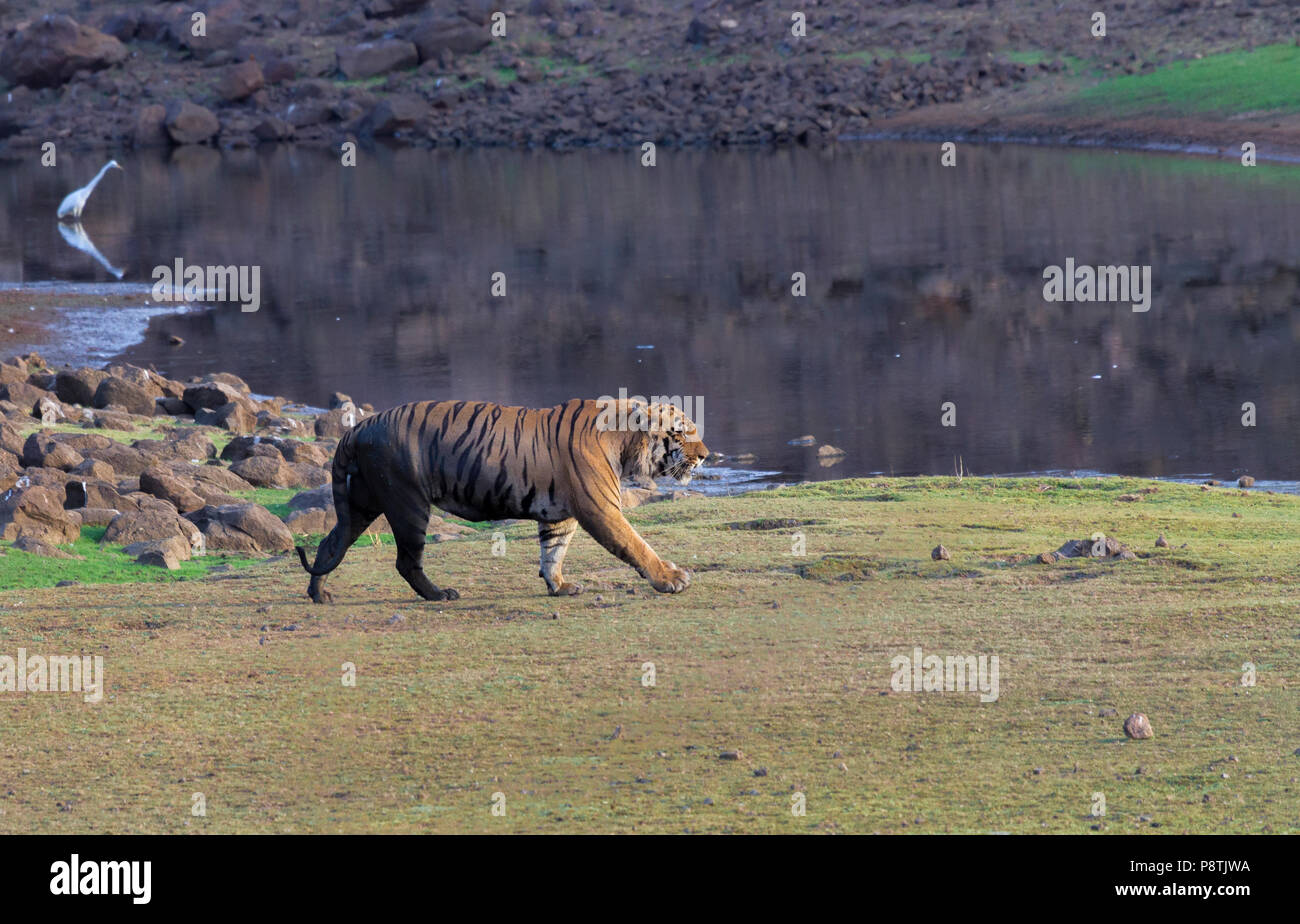Royal Bengal Tiger or Panthera Tigris or Indian Tiger roaming beside the water hole Tadoba National Park, Maharashtra, India Stock Photo