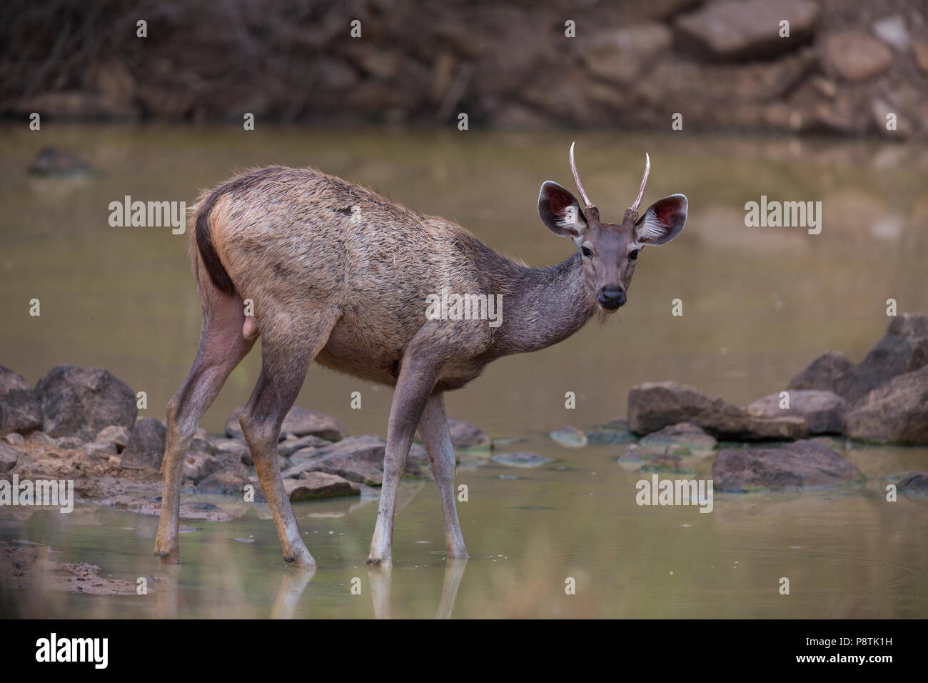 Tadoba deer hi-res stock photography and images - Alamy