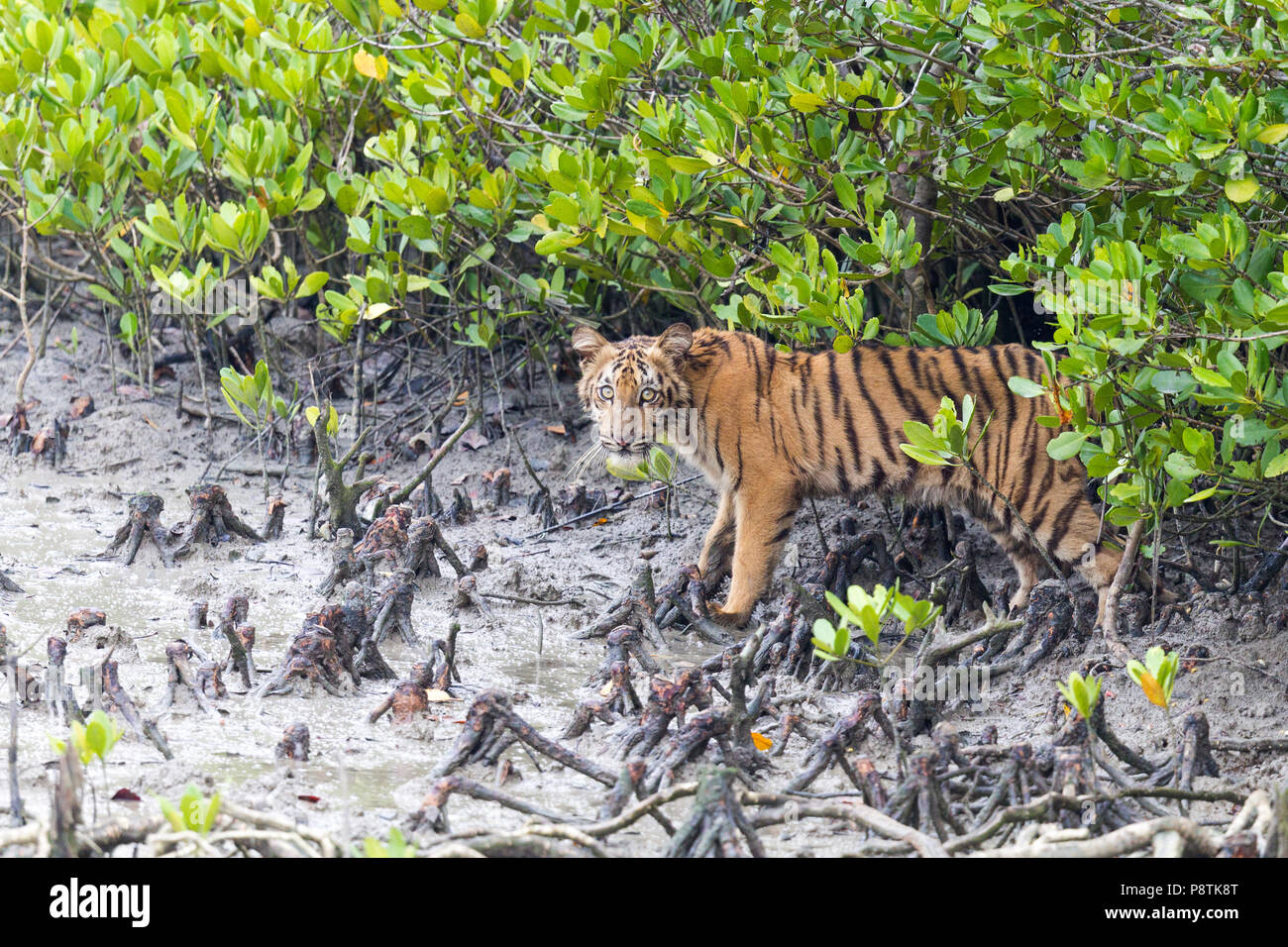 Sunderbans Wild Bengal Tiger or Panthera tigris tigris or Indian Tiger cub in the mangroves of Indian Sunderbans Stock Photo