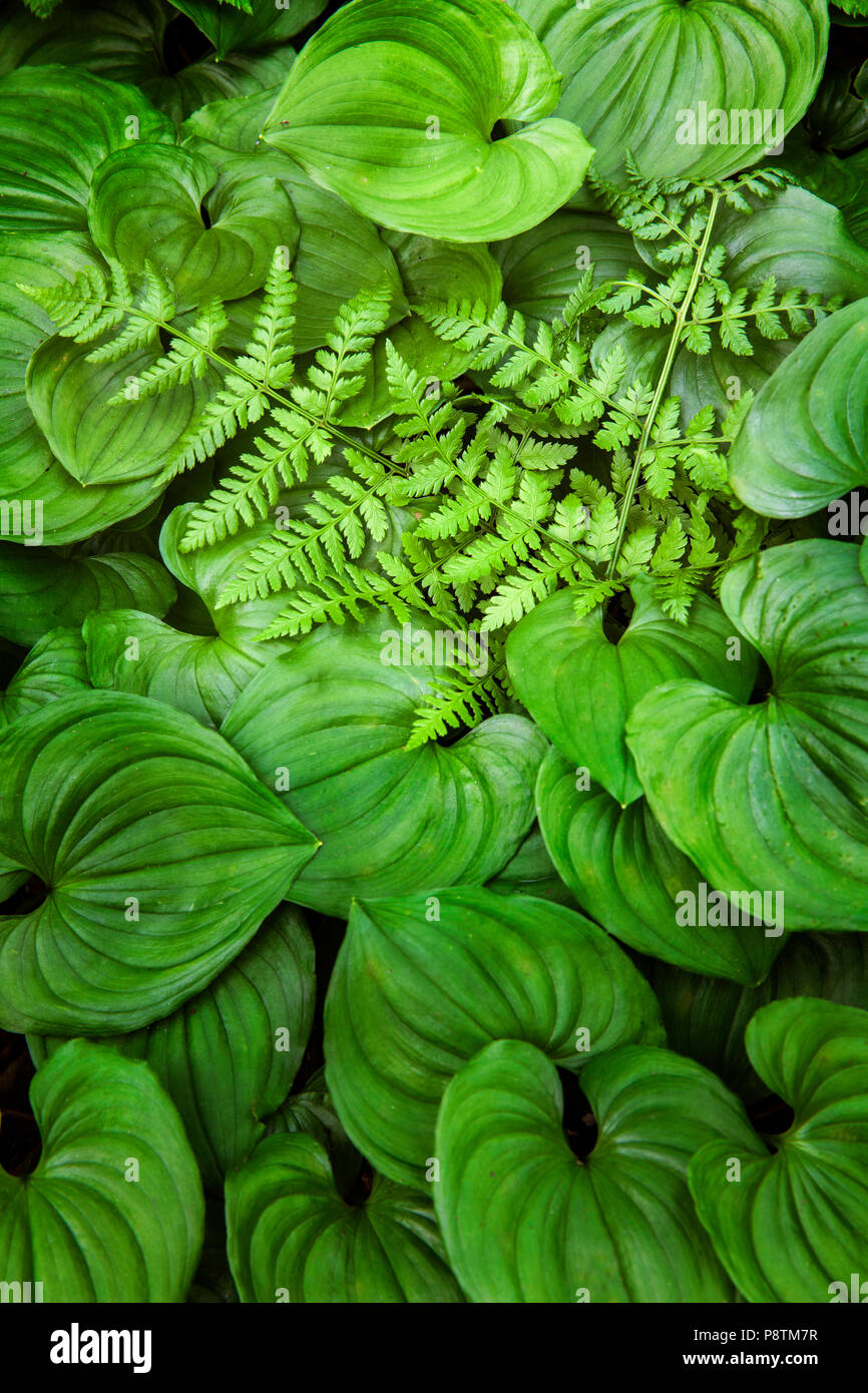 WA14563-00...WASHINGTON - False lily of the valley and a fern in Olympic National Park. Stock Photo